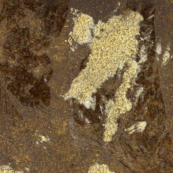 POLLEN CBD FILTRÉ - 50% CBD – Image 2
