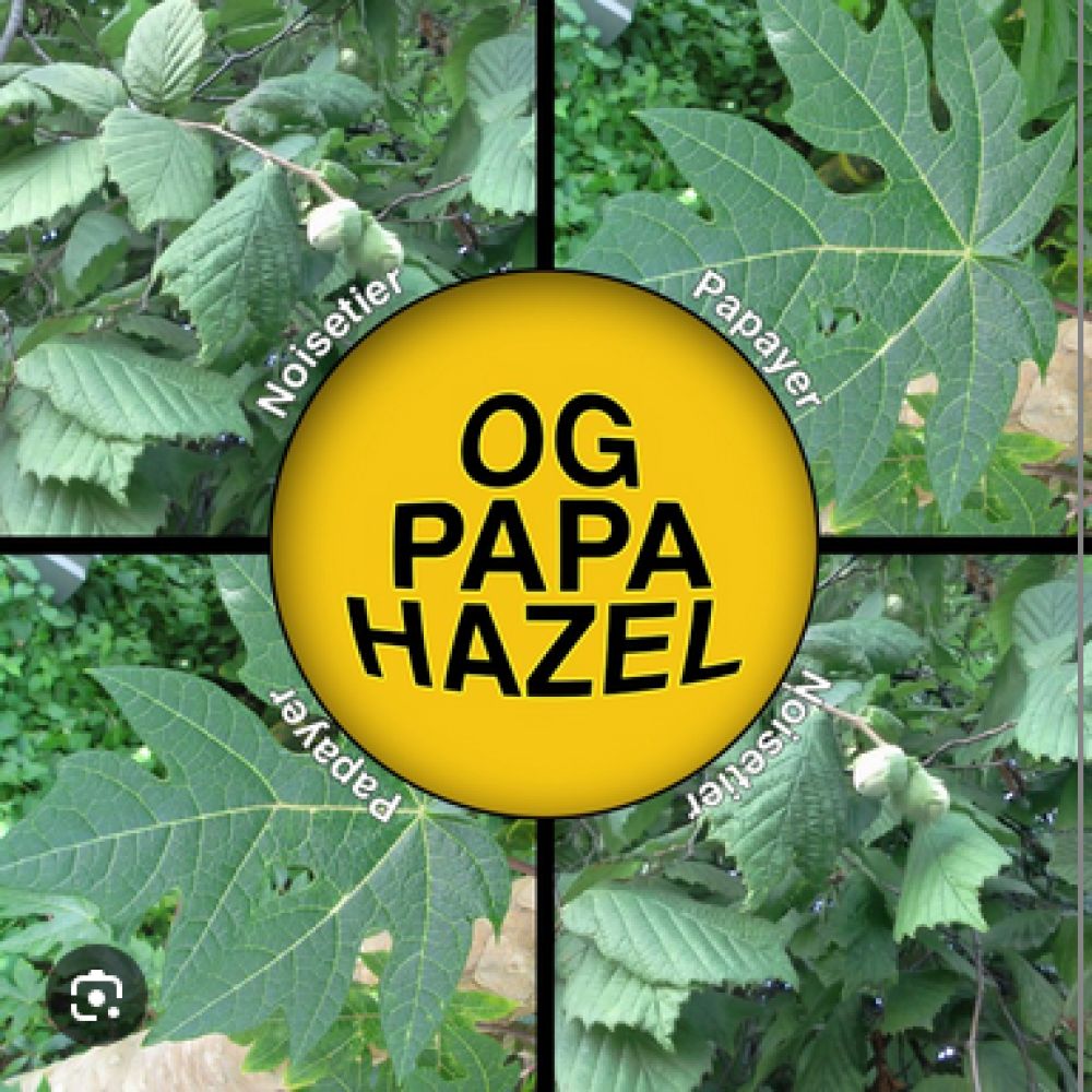 PLANTES SECHES OG Papa Hazel - 30g